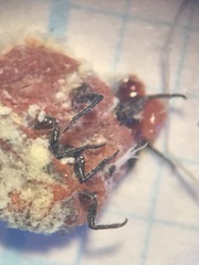 Insecta