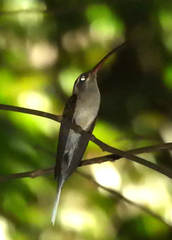Phaethornis superciliosus