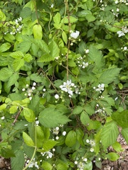 Rubus allegheniensis