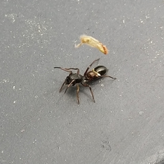 Leptorchestes berolinensis