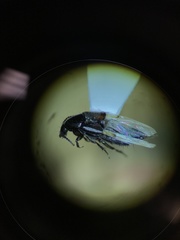 Philonthus cruentatus