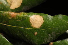 Phyllonorycter messaniella
