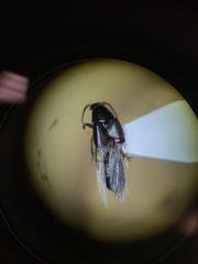 Philonthus cruentatus