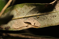 Phyllonorycter messaniella