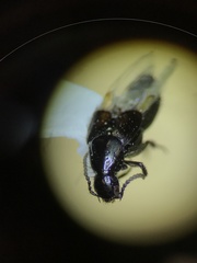 Philonthus cruentatus