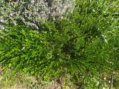 Buxus