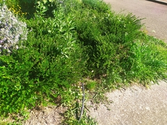 Buxus
