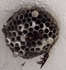 Polistes
