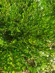 Buxus
