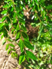 Buxus