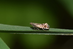 Glyphipterix simpliciella