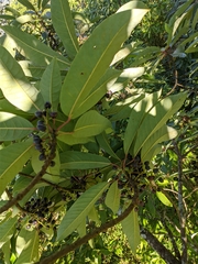 Daphniphyllum himalaense