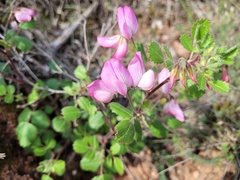 Ononis rotundifolia