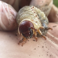 Oryctes nasicornis
