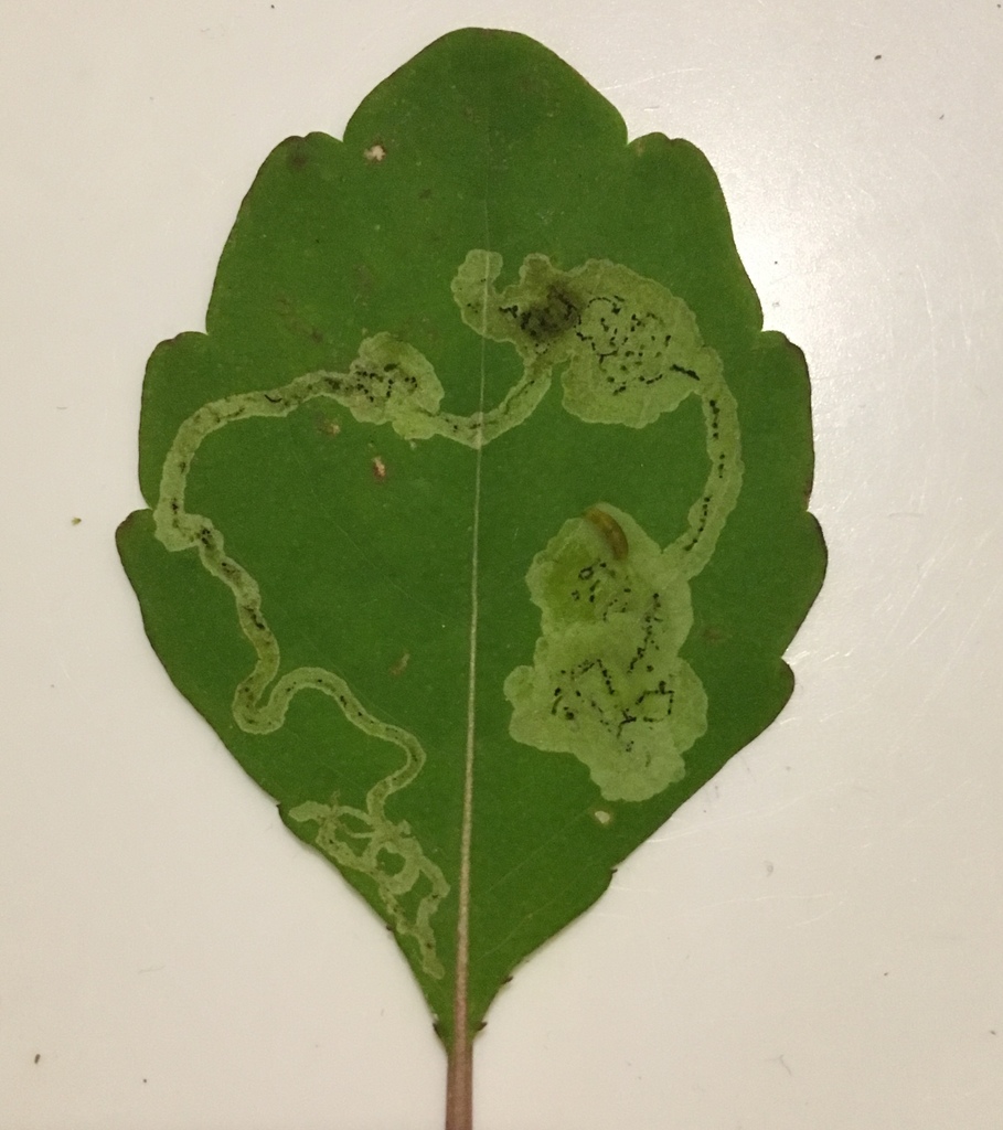 Phytoliriomyza