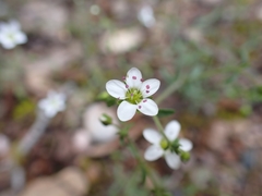 Arenaria conimbricensis