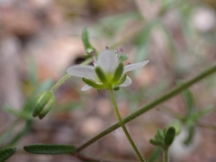 Arenaria conimbricensis
