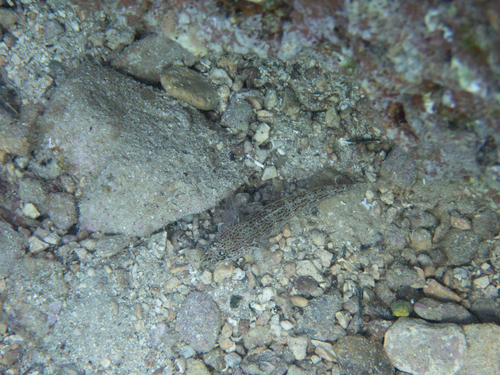 Glavoč blijedac (Gobius fallax)
