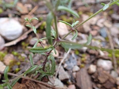 Arenaria conimbricensis