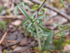 Arenaria conimbricensis