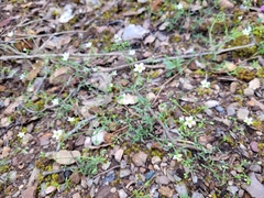 Arenaria conimbricensis