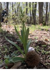 Dactylorhiza insularis