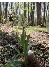 Dactylorhiza insularis