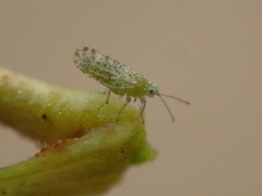 Craspedolepta martini