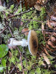Russula stuntzii