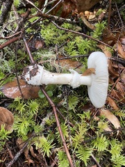 Russula stuntzii