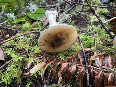 Russula stuntzii