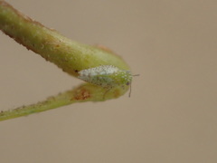 Craspedolepta martini