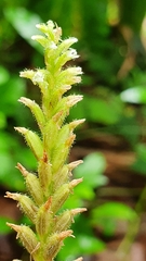 Microchilus hirtellus