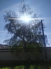 Betula