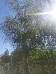 Betula