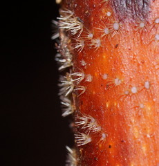 Hispidula dicksoniae