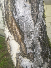 Betula