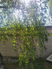 Betula