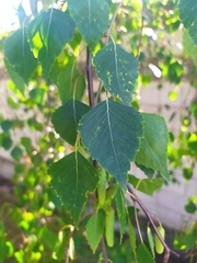 Betula