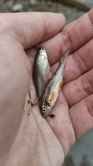 Sarmarutilus rubilio