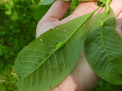 Phylloxera caryaemagna