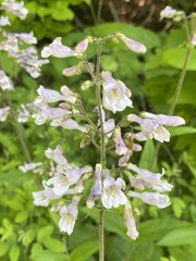 Penstemon brevisepalus