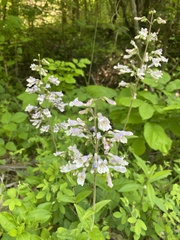 Penstemon brevisepalus