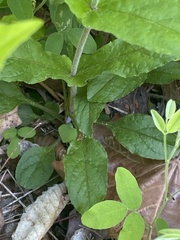 Penstemon brevisepalus