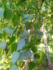 Betula