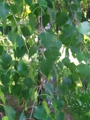 Betula
