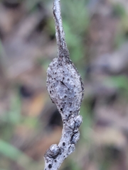 Andricus quercuspetiolicola