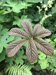 Rodgersia