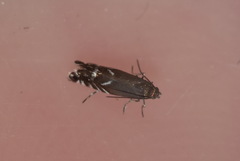 Glyphipterix simpliciella