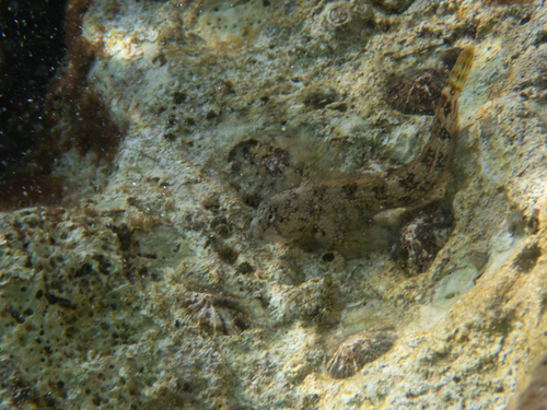 Babica penjačica (Coryphoblennius galerita)